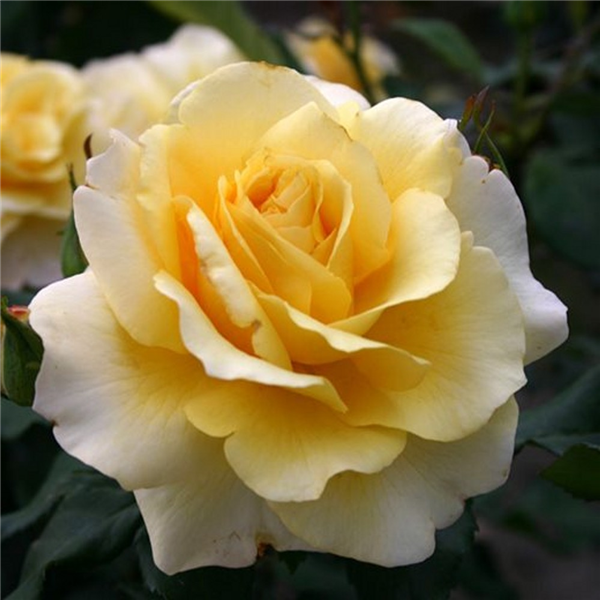 Sunny Sky Hybrid Tea Garden Roses Pococks Roses The Cornish Rose Company 